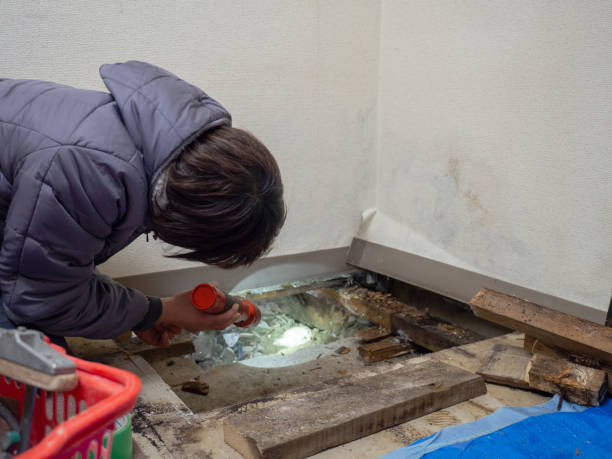 Best Black Mold Removal  in Buffalo, OK