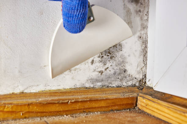 Best Attic Mold Removal  in Buffalo, OK